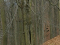 p1100109