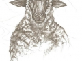 Ovce